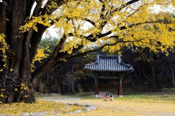 1104-1-6 단풍 시즌 입소문난 안동 단풍 명소 8선-학가산광흥사은행나무 (2).jpg
