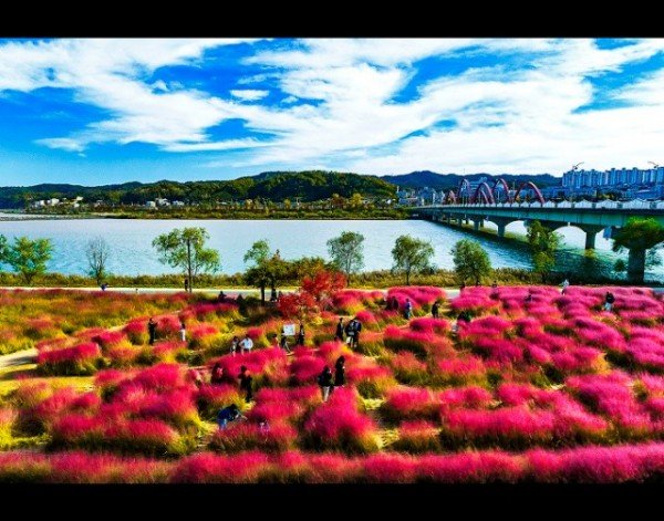 1104-1-8 단풍 시즌 입소문난 안동 단풍 명소 8선- 핑크뮬리 (1).jpg