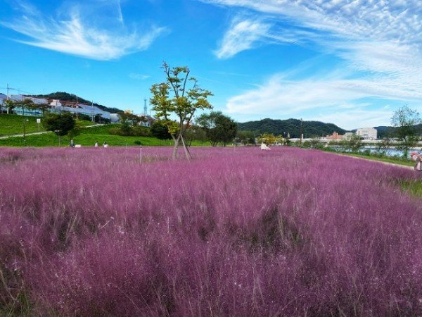 1104-1-8 단풍 시즌 입소문난 안동 단풍 명소 8선- 핑크뮬리 (2).jpg