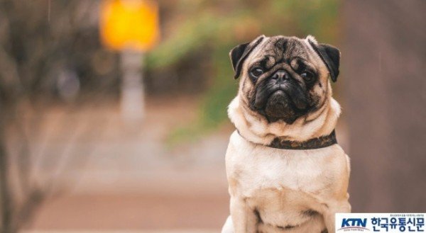 47797_Petshop dog.jpg