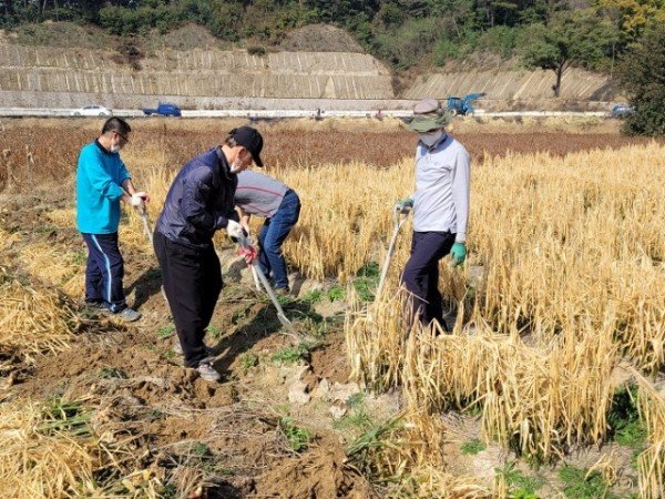 영주 2-2021년 가을철 생강수확 농촌일손돕기.JPG