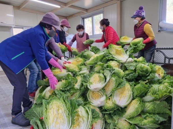 211125_새마을부녀회 배추절임 행사_삼국유사면.jpeg