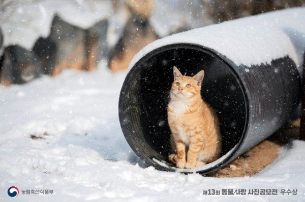 (9-3)동물사랑_사진_전시회_우수상.jpg