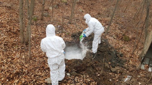 영주 2-1 멧돼지 폐사체 처리(생석회 살포).jpeg