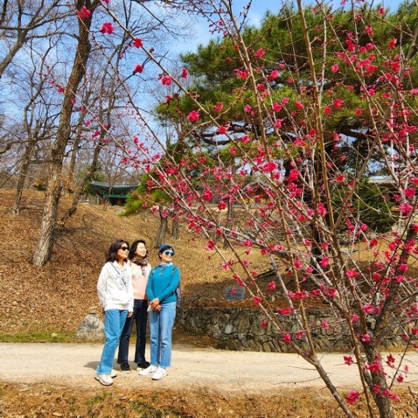 0320 봉정사 찾은 관광객 (2).jpg
