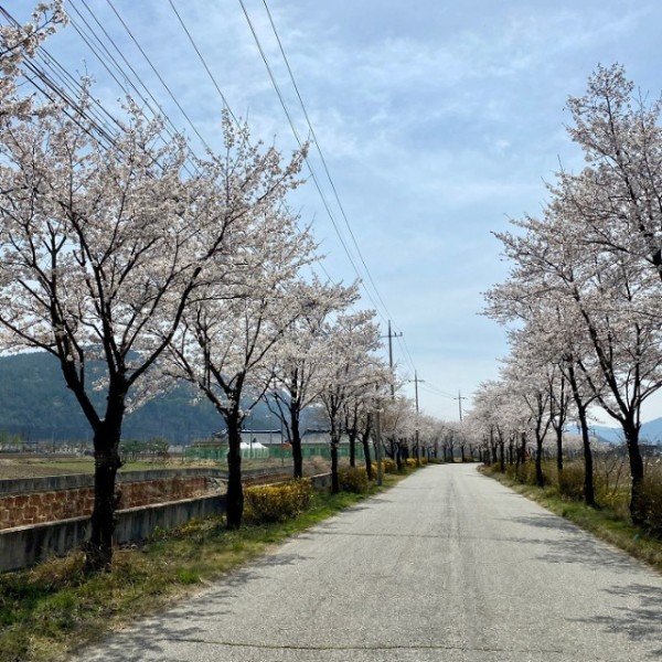 3.초전벚꽃사색길.jpg