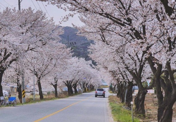 1.생곡삼거리 벚꽃터널.jpg