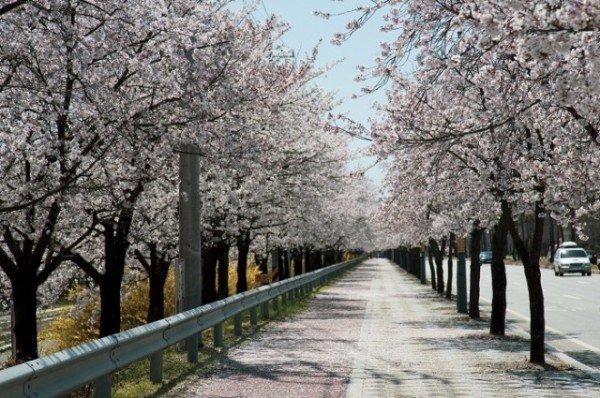 영주    영주 원당천 벚꽃 (3).jpg