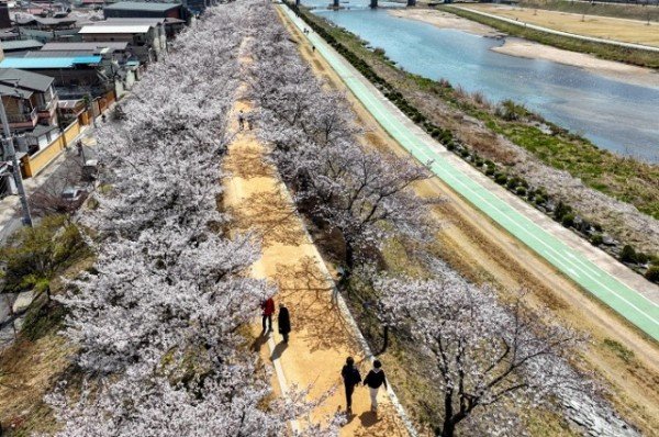 영주    영주 서천 벚꽃길(드론촬영) (2).JPG