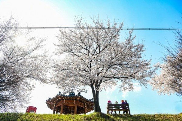 영주    서천 벚꽃길.jpg