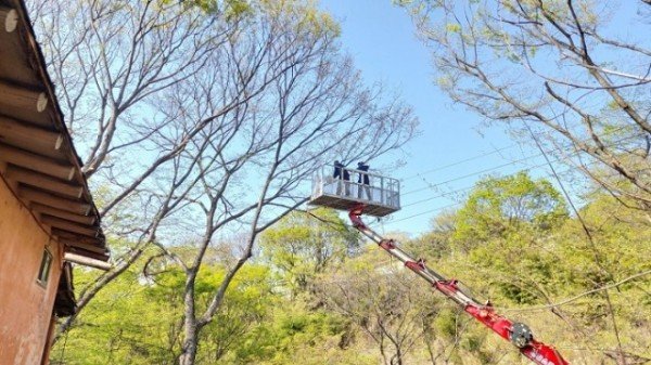 220506_군위군, 주택피해목 제저사업 실시_산림축산과 (2).jpeg
