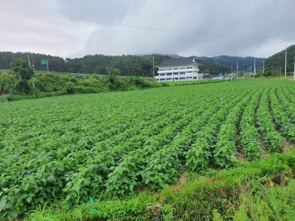 0518-3 한해 콩 농사 준비부터 철저히.jpg