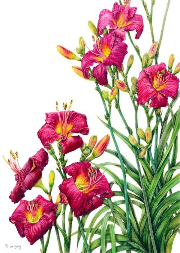 붙임_민수경-원추리_올아메리칸 플럼_.jpg