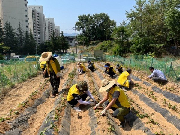 도량동지역사회보장협의체 고구마식재2.jpeg