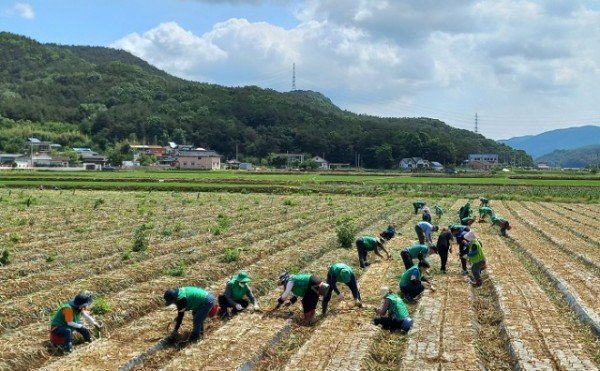 [새마을과] 구미시새마을회 농촌봉사활동2.jpg