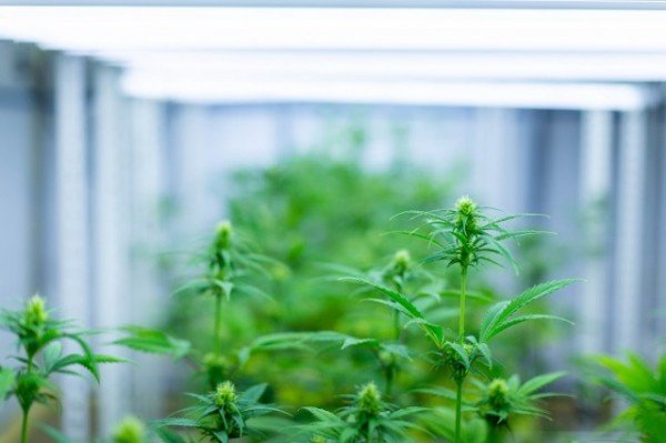 0809 경북 산업용 헴프 규제자유특구 우수특구 선정 (7).jpg