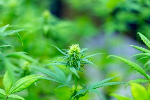 0809 경북 산업용 헴프 규제자유특구 우수특구 선정 (5).jpg