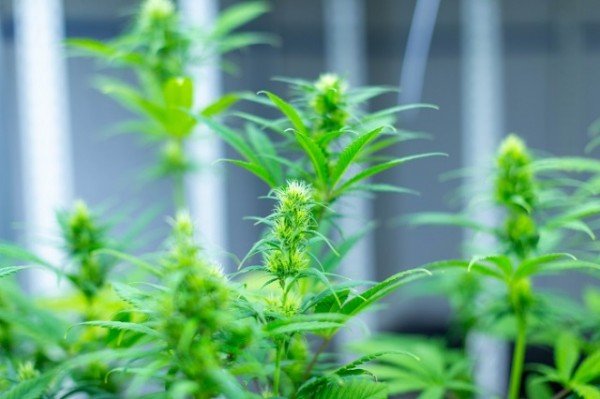 0809 경북 산업용 헴프 규제자유특구 우수특구 선정 (6).jpg