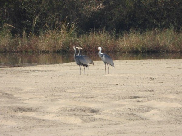 [환경정책과] 구미 낙동강 해평·강정습지 재두루미 첫 도래2.JPG