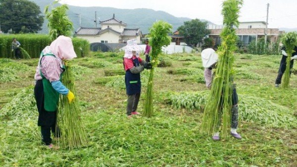 0308 안동이 바이오 헴프 산업 거점도시로 도약한다-대마(삼) 수확).jpg