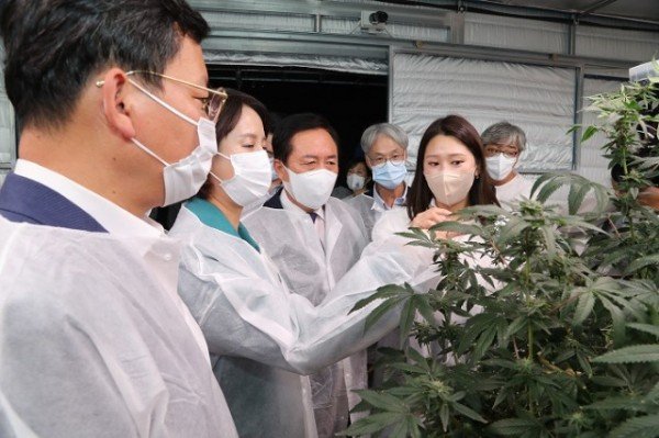 0308 안동이 바이오 헴프 산업 거점도시로 도약한다-이영 중소벤처기업부 장관 경북 산업용 헴프 규제자유특구 방문 (3).JPG