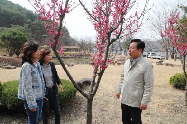 0313 안동민속촌 홍매화 붉은 꽃말울 피기 시작 (5).JPG