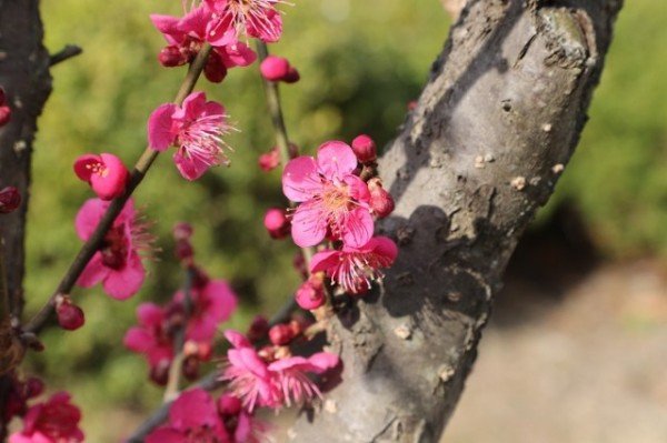 0313 안동민속촌 홍매화 붉은 꽃말울 피기 시작 (3).JPG