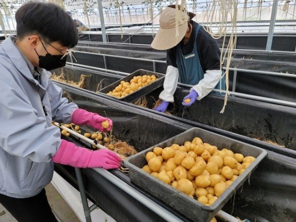 [기술개발과] 조직배양 씨감자 2.jpg