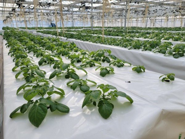 [기술개발과] 조직배양 씨감자 1.jpg