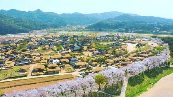 0329_청명(淸明)__화사한_벚꽃과_함께(세시풍속)행사_(1).jpg