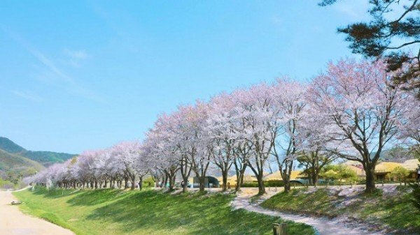 0329_청명(淸明)__화사한_벚꽃과_함께(세시풍속)행사_(2).jpg