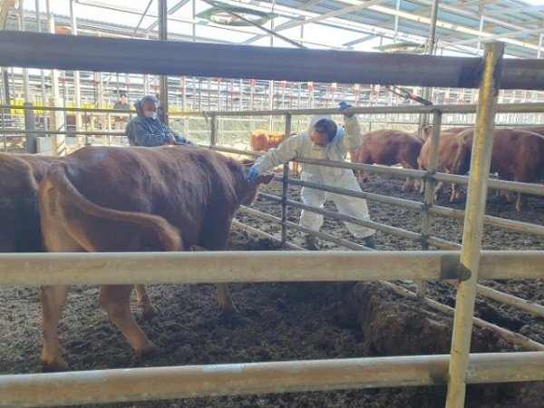 [축산과] 접종사진.jpg