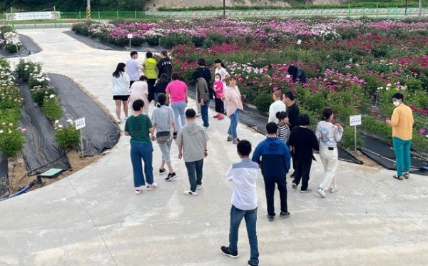 13.봉화작약_공개_방문객.jpg