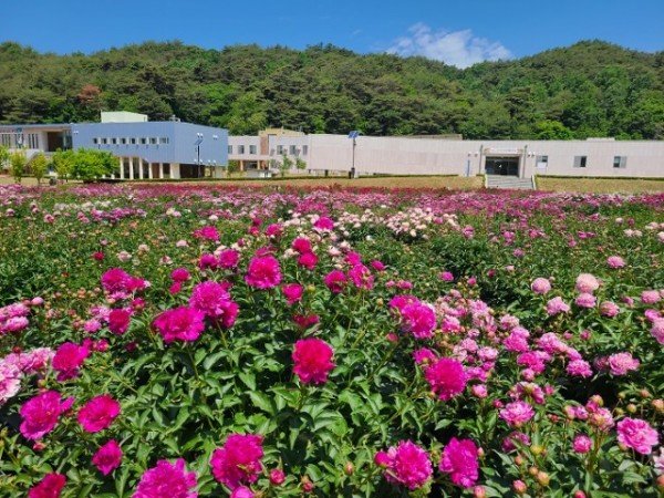 13.봉화_작약_유전자원_보존포_2023.jpg