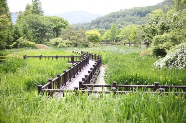 4.경북수목원 창포원.JPG