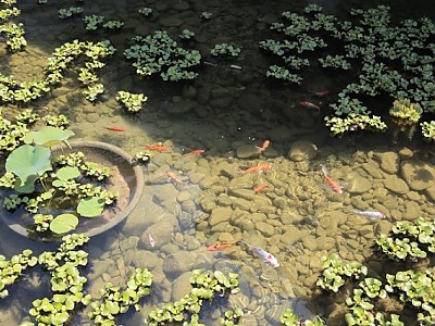 [관광인프라과]연못 잉어방류.JPG