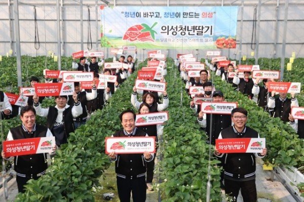 스마트팜 청년딸기_6111.jpg
