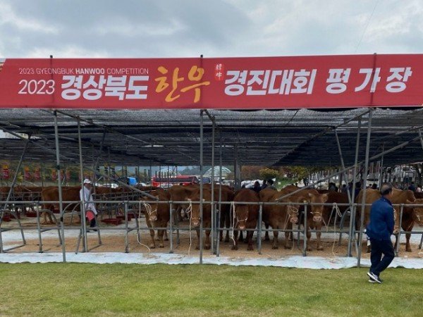 [축산과] 한우경진대회 2.jpg
