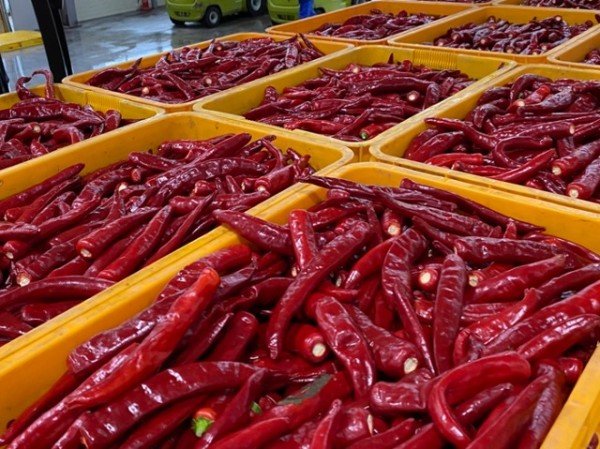 3-5 사진(명절선물 아직이라면, 영양고추!!!).jpg