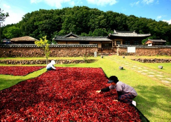 3-4 사진(명절선물 아직이라면, 영양고추!!!).jpg