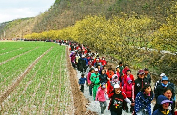 03의성군제공 산수유마을꽃맞이행사2.jpg