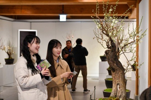 영주-3-2 관람객들이 꽃이 핀 매화를 관람하고 있다.jpg