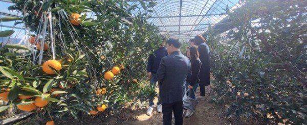 [유통특작과] 레드향 재배.jpeg
