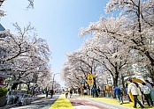 0329 2024 안동벚꽃축제, 4월 7일까지 기간 연장 운영.jpg