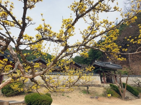 04001 봄의 전령 매화향 가득한 도산서원 (4).jpg