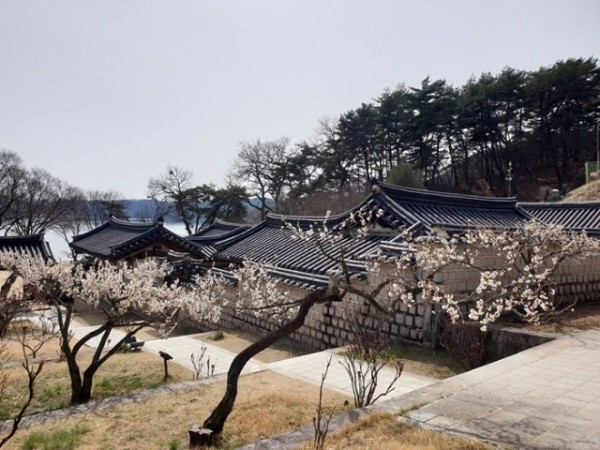 04001 봄의 전령 매화향 가득한 도산서원 (2).jpg