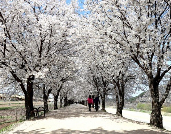 하회마을에서 ‘청명(淸明), 화사한 벚꽃과 함께’ 행사 열려 (2).jpg