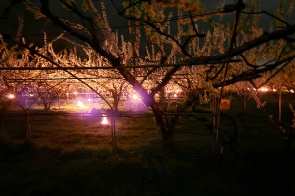 영주-1-2 연소법 실증시험 진행 중인 자두과원 모습.jpg