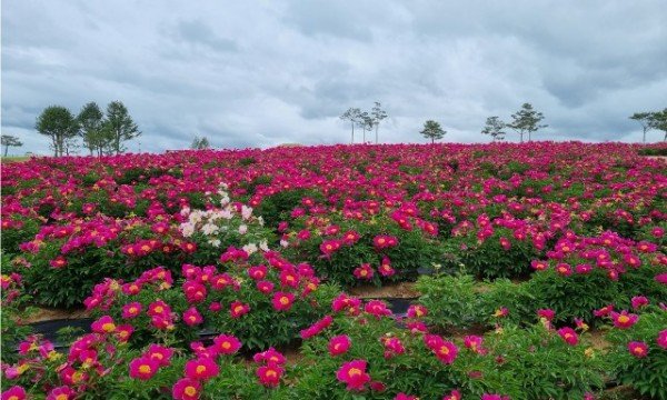 06의성군제공 작약꽃 사진).jpg