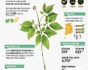 참고자료1. 6월 이 달의 임산물(산양삼).jpg
